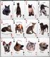 Russian Playing Cards DOGS & CATS (36) (2) - Playing Cards (classic)