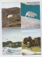 Greenland WALRUS POLAR BEAR PHOTO LETTER - Vie Marine