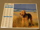 Calendrier 1991 - EYRELLE - PICTOR - Labradors - Terrier - Groot Formaat: 1991-00