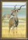 NAMIBIE    -   CPM.     2003 .   Gazelle.    Timbre ;  Léopard. - Namibie