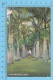 US-Florida ( A Royal Palm Avenue , CPSM   Linen Postcard ) Recto/Verso - Autres & Non Classés