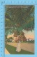 US-Florida ( A Tree Loaded With Cocoanuts In Florida ,  CPSM    Linen Postcard ) Recto/Verso - Autres & Non Classés