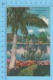 US-Florida (Lone Royal Palm In Florida,  CPSM    Linen Postcard ) Recto/Verso - Autres & Non Classés