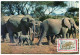CONGO CARTE MAXIMUM DU N°319  2F. ELEPHANT OBLITERATION 1er JOUR BRAZZAVILLE 31 JANV 72 - FDC