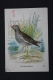 Old Trading Card/ Chromo Topic/ Theme Birds - Netherland Collection - Waterhoentje/ Common Moorhen - Autres & Non Classés