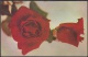 1975-EP-1 CUBA 1975. Ed.118c. ENTERO POSTAL. POSTAL STATIONERY. MOTHER DAY SPECIAL DELIVERY. ROSAS. ROSE. FLOWERS. FLORE - Cartas & Documentos