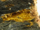 CACOXENITE SUR SHALE NOIR DU CAMBRIEN 4, X 3,5 X 7 CM FUMADE (GEODE CRISTALISEE) - Minerales