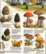 GUIDE DOMINO GALLIA N°3 EN COULEUR EN FORME DE CARTE ROUTIERE 24 PLANCHES 11cmX25cm CHAMPIGNONS DE FRANCE COMESTIBLES ET - Fiches Didactiques