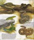 GUIDE DOMINO GALLIA N° 4 EN COULEUR EN FORME DE CARTE ROUTIERE 24 PLANCHES 11cmX25cm REPTILES ET AMPHIBIENS DE FRANCE ET - Autres Plans