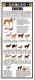 GUIDE COULEUR DOMINO GALLIA N°5 SOUS FORME DE CARTE ROUTIERE 24 PLANCHES 11cmX25cm CHIENS DE RACE GARDE CHASSE BERGER CO - Learning Cards