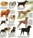 GUIDE COULEUR DOMINO GALLIA N°5 SOUS FORME DE CARTE ROUTIERE 24 PLANCHES 11cmX25cm CHIENS DE RACE GARDE CHASSE BERGER CO - Fichas Didácticas