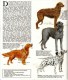 Delcampe - GUIDE COULEUR DOMINO GALLIA N°5 SOUS FORME DE CARTE ROUTIERE 24 PLANCHES 11cmX25cm CHIENS DE RACE GARDE CHASSE BERGER CO - Learning Cards