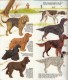 Delcampe - GUIDE COULEUR DOMINO GALLIA N°5 SOUS FORME DE CARTE ROUTIERE 24 PLANCHES 11cmX25cm CHIENS DE RACE GARDE CHASSE BERGER CO - Lesekarten