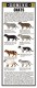 GUIDE COULEUR DOMINO GALLIA N°6 SOUS FORME DE CARTE ROUTIERE 24 PLANCHES 11cmX25cm CHATS A PEDIGREE TABBY UNICOLORE MOUC - Other Plans