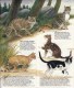 Delcampe - GUIDE COULEUR DOMINO GALLIA N°6 SOUS FORME DE CARTE ROUTIERE 24 PLANCHES 11cmX25cm CHATS A PEDIGREE TABBY UNICOLORE MOUC - Fiches Didactiques