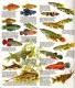 GUIDE COULEUR DOMINO GALLIA N°8 SOUS FORME DE CARTE ROUTIERE 24 PLANCHES 11cmX25cm POISSONS D'AQUARIUM EAU DOUCE NOURRIT - Fichas Didácticas