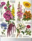 GUIDE DOMINO GALLIA N°10 COULEUR EN FORME DE CARTE ROUTIERE 24 PLANCHES 11cmX25cm FLEURS ANNUELLES ET BISANNUELLES 82 ES - Other Plans