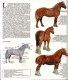 GUIDE DOMINO GALLIA N°12 EN COULEUR EN FORME DE CARTE ROUTIERE 24 PLANCHES 11cmX25cm CHEVAUX ET PONEYS DU MONDE ENTIER - Fiches Didactiques