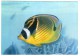 MALDIVES-ANGEL FISH,MALE' (J.ARTHUR DIXON/PHOTO ISMAIL) / THEMATIC STAMP-FISH - Maldive