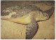 Malaysia , Green Turtle , Postcard - Turtles