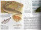 Delcampe - Fische Und Wassertiere+Korea 1668/2 KB,1937/9,ER+Kleinbogen O 30€ Bloque Hoja Hb Bloc Fauna M/s Fishes Sheetlet Bf Corea - Animaux