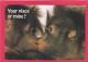 Post Card Of Monkeys, Posted UK, Z9. - Monkeys