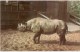 Rhinoceros - Leningrad Zoo - 1968 - Russia USSR - Unused - Rhinoceros