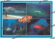 TOWNSVILLE - Pesce Fish - The Great Barrier Reef Australia - Altri & Non Classificati