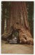 Cpsm - Yosemite National Park California - Wawona Tree - (USA 1961 - 9x14 Cm) - Yosemite