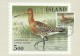 Limosa Limosa. Black-tailed Godwit. Uferschnepfe.  Iceland.  B-540 - Marine Web-footed Birds