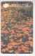 Romania   , Phonecard   , 1999 ,    Used - Romania