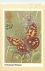 Réf : B-15-297 : PAPILLON CHEQUERED SKIPPER - Papillons