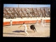 TAUREAUX : Lot X2 Course De Vachette Les Razetteurs + Une Abrivade En Camargue ( Taureau Bull Bullfight Bullfighting - Corrida