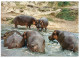 (45) Kenya - Hippopotamus - Flusspferde
