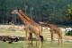 [NZ04-032  ]  Camelopardalis Giraffe  Girafe , Postal Stationery -Articles Postaux -- Postsache F - Jirafas