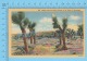 CPSM, Trees  (Joshua Trees And Wild Flowers On The Desert In Springtime ) Linen Postcard Recto/Verso - Autres & Non Classés