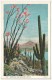Ocotillo And Sahuaro Cactus - Cactusses