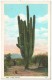 Giant Cactus - Cactusses