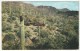 Cactus - Arizona Mountain Trails - Cactus