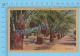 CPSM, Date Gardens ( Date Palms Grove On The Desert ) Linen Postcard Recto/Verso - Autres & Non Classés