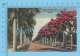 CPSM, Florida ( Royal Poinciana Tree, Amidst Majestic Royal Palms ) Linen Postcard Recto/Verso - Autres & Non Classés