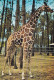 PARC ZOOLOGIQUE DU TERTRE ROUGE/  GIRAFE RETICULEE (dil225) - Giraffes