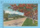 CPSM, Florida ( Poincianas Tree At Miami ) Linen Postcard Recto/Verso - Autres & Non Classés