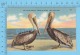 CPSM, Florida ( Ma And Pa Pelican Wich Is Wich, See Other Side.  ) Linen Postcard Recto/Verso - Autres & Non Classés