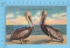 CPSM, Florida ( Ma And Pa Pelican Wich Is Wich, See Other Side.  ) Linen Postcard Recto/Verso - Autres & Non Classés