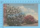 CPSM, Florida ( Oleanders In Full Bloom In Florida ) Linen Postcard Recto/Verso - Autres & Non Classés