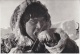 Canada Eskimo Eating Frozen Fish Postcard Unused (20008E) - Zonder Classificatie