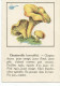 CHROMOS BLECAO - CHAMPIGNON - CHANTERELLE. - Other & Unclassified