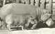 HIPPOPOTAMUS * BABY HIPPO * ANIMAL * ZOO & BOTANICAL GARDEN * BUDAPEST * KAK 0203 592 * Hungary - Flusspferde