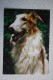 Borzoi / Barzoï Russian Wolfhound Russian Hunting Sighthound - Dog Collection  - Russian Postcard - 1987 - Hunde